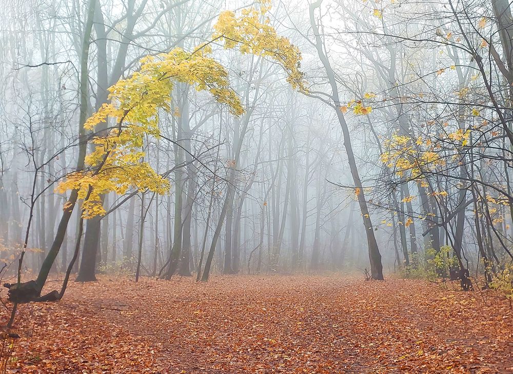 Photograph by Вячеслав Кровопусков