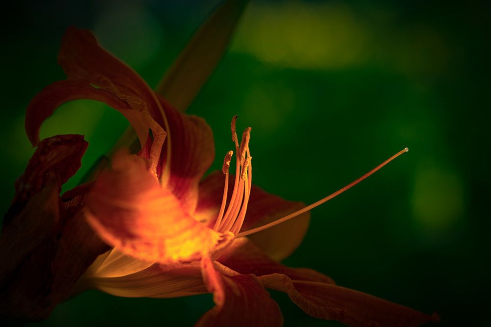 Photograph by Александр Войтко