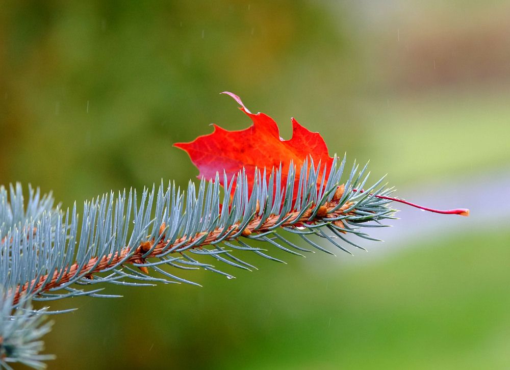 Photograph by Елена Маракулина