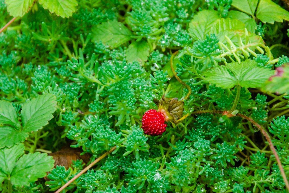 Photograph by Галина Ложечникова