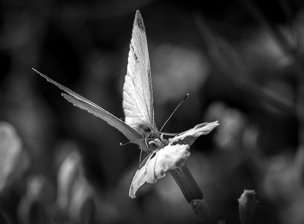 Photograph by Александр Войтко