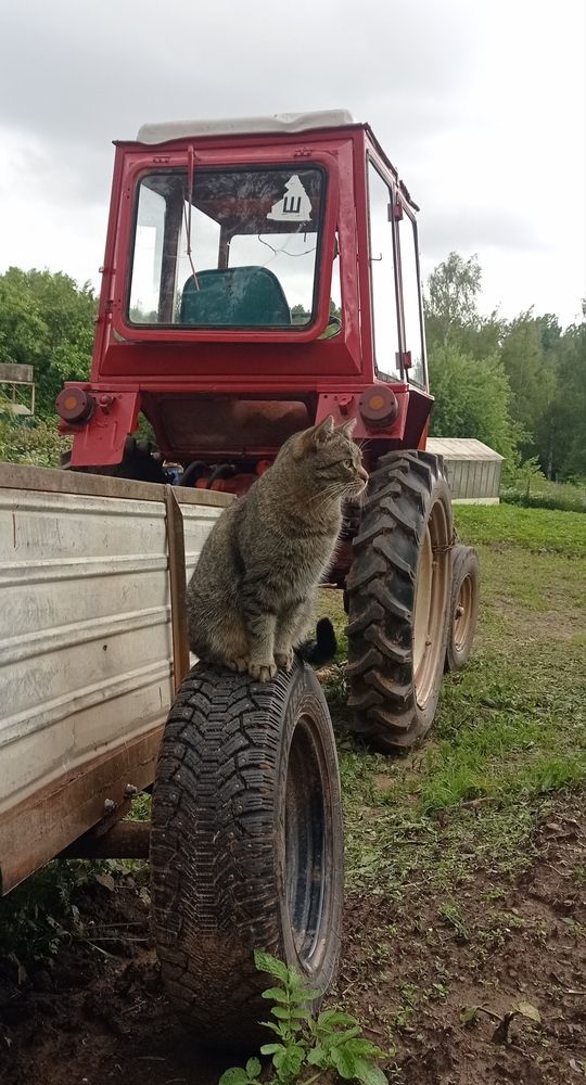 Фотография автора Оля Горская