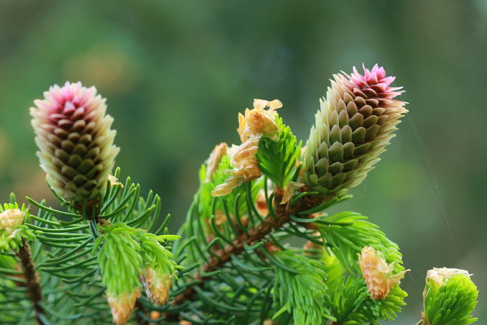 Photograph by Анна-Лаймуте Милошевич