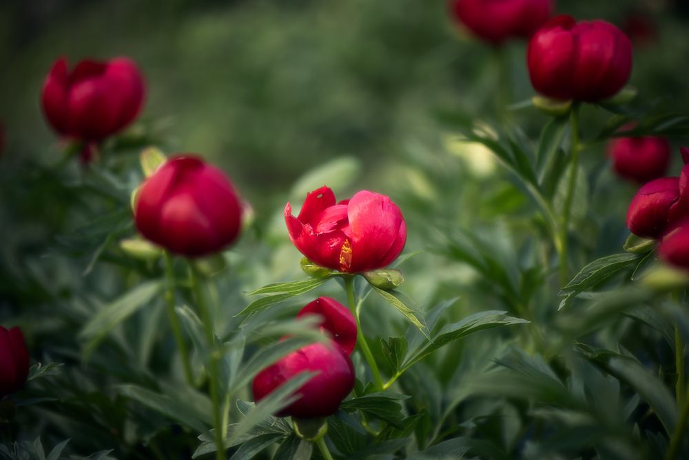 Фотография автора Lyuboslav Bochev