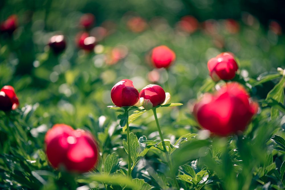 Фотография автора Lyuboslav Bochev