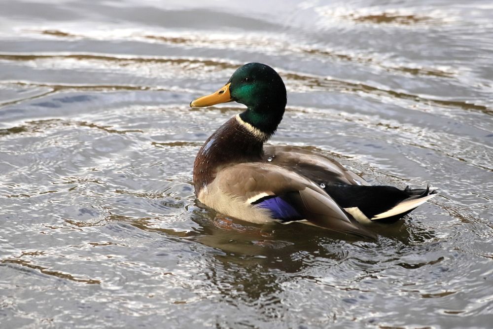 Photograph by Дубина Леонид