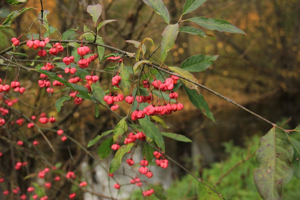 Photograph by Анна-Лаймуте Милошевич