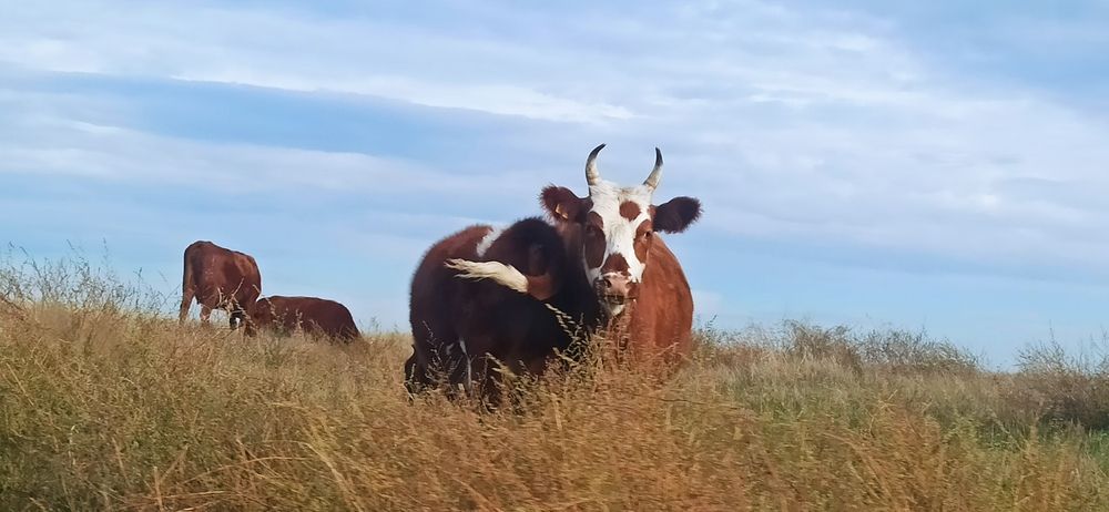 Где-то в степях Астраханских, ноябрь 2025г.