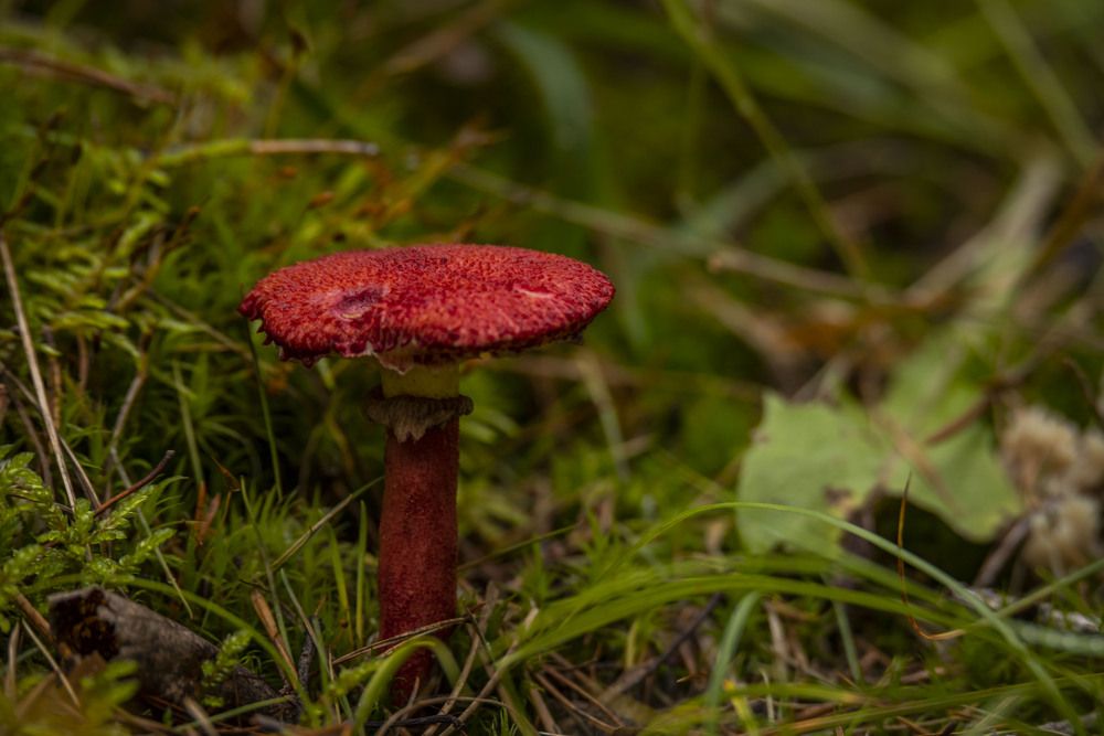 Photograph by Елена Перминова