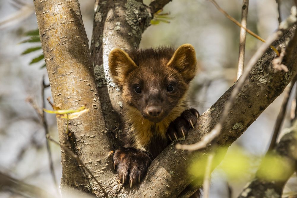 Photograph by Елена Перминова