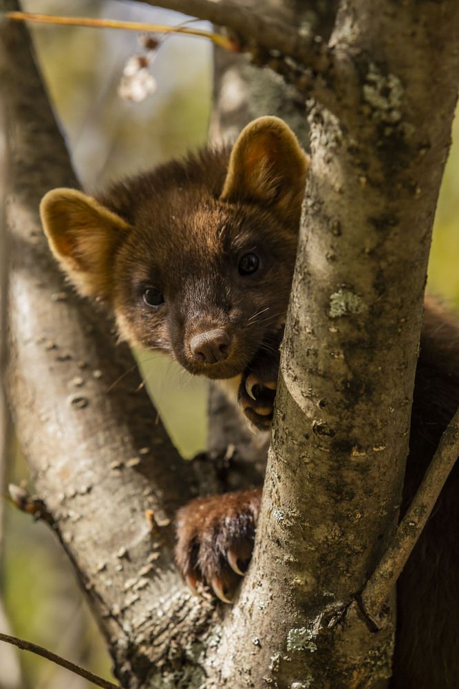 Photograph by Елена Перминова