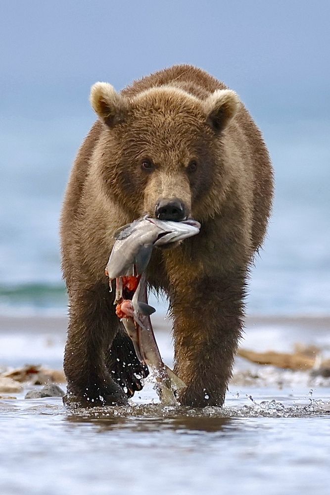 Фотография автора Голубков Леонид