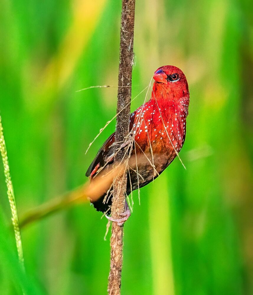 Photograph by Ashit Gandhi