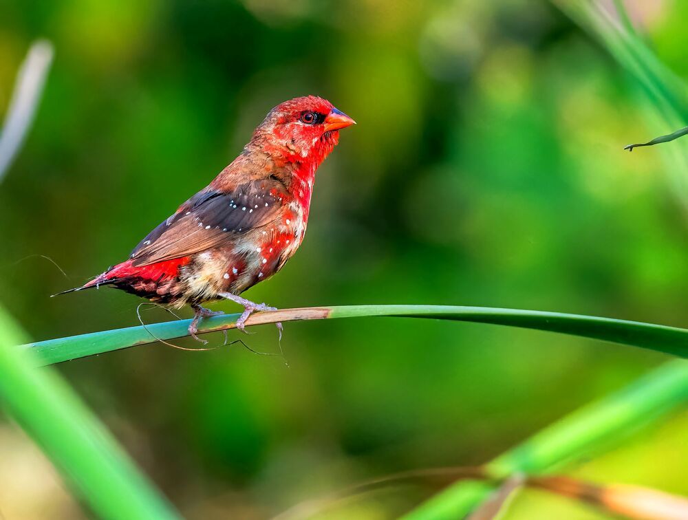 Photograph by Ashit Gandhi