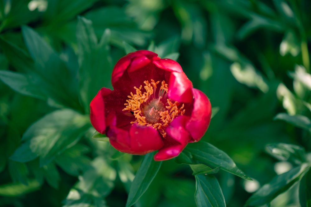 Фотография автора Lyuboslav Bochev