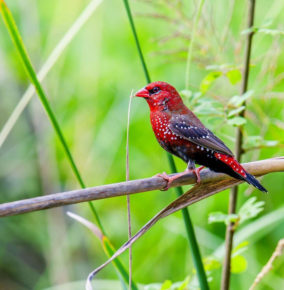 Photograph by Ashit Gandhi