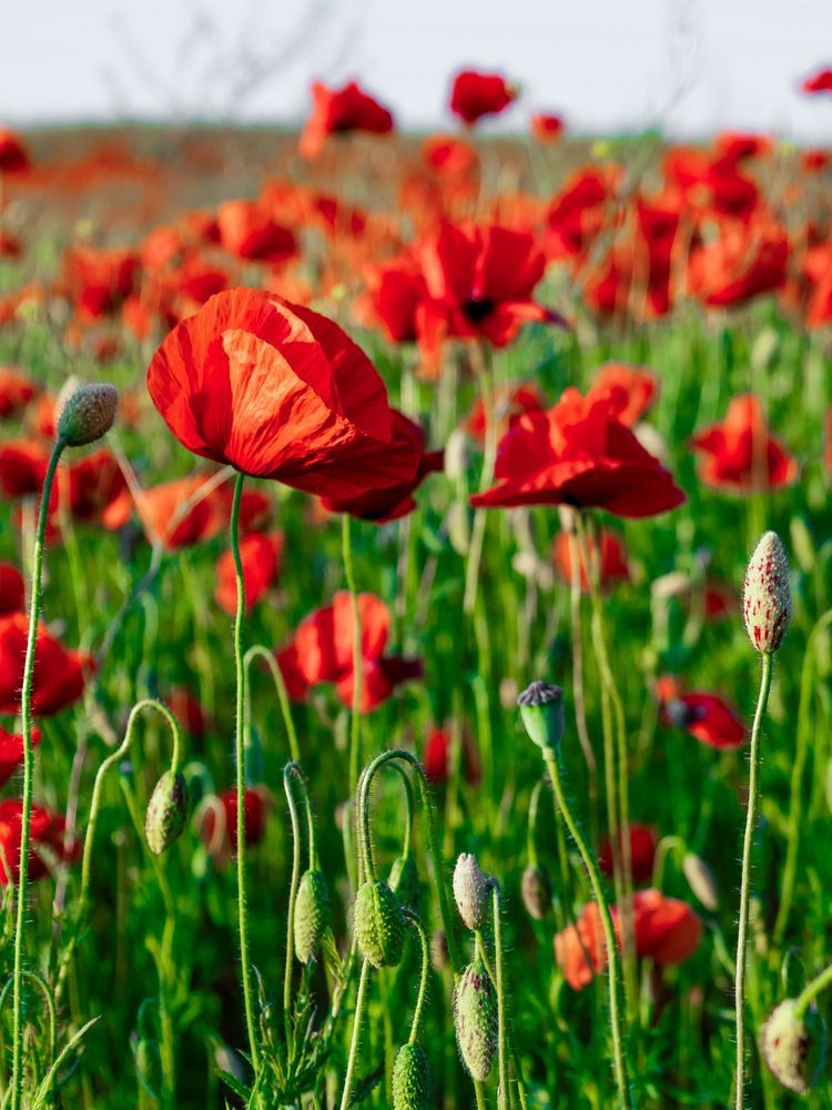 Photograph by Igor Maksimenko