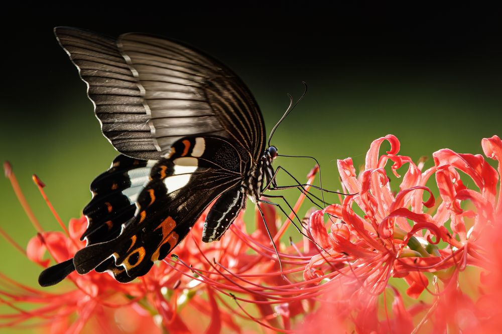 Photograph by KOHAGI