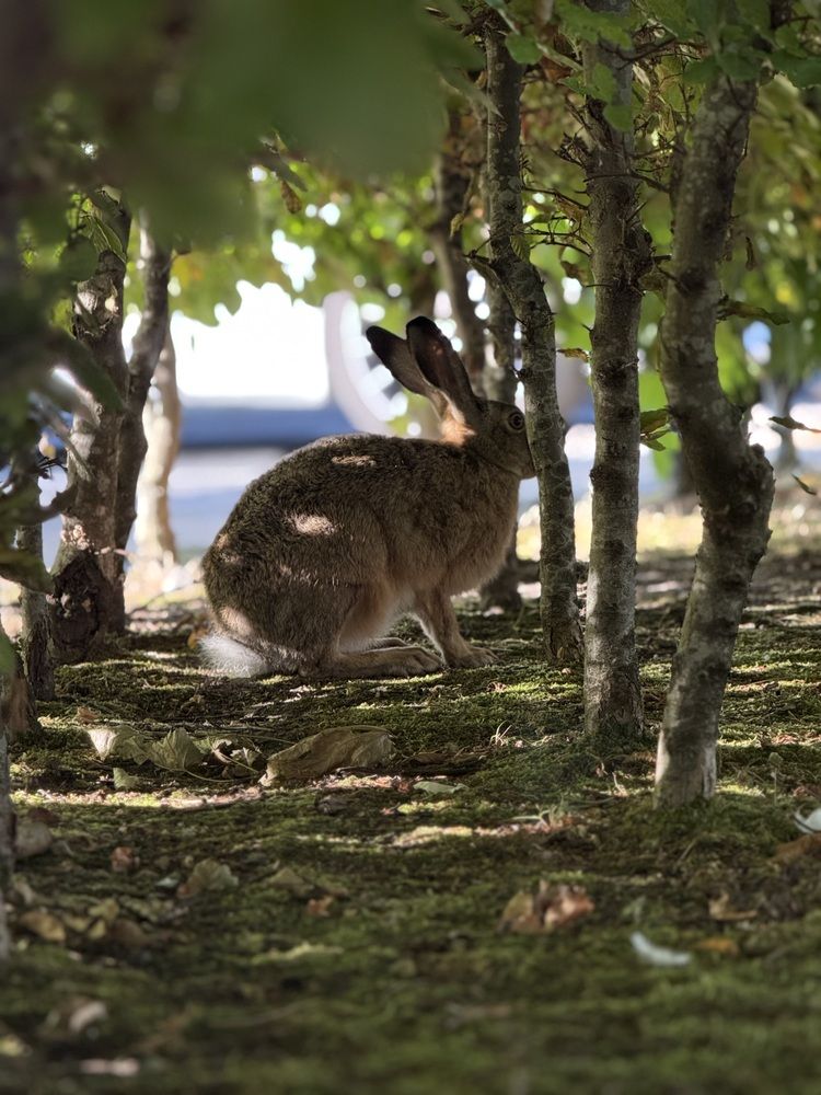 Little Rabbit
