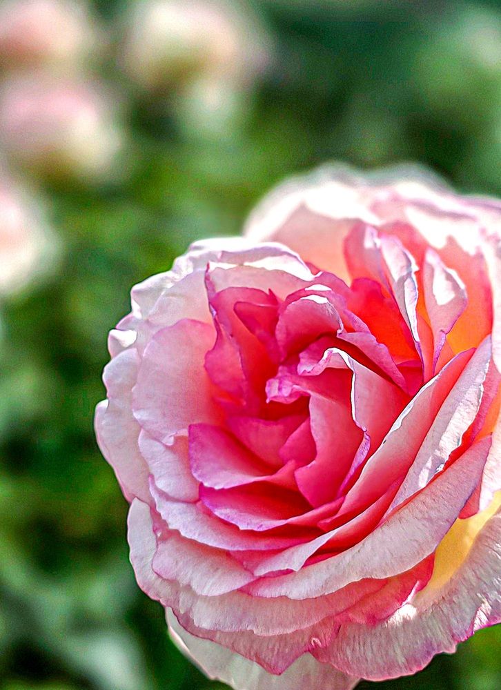 Фотография автора Ольга