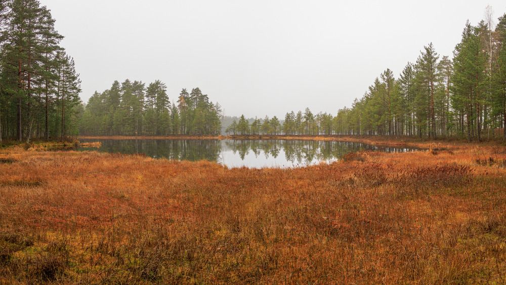 Фотография автора Ярослав Качура