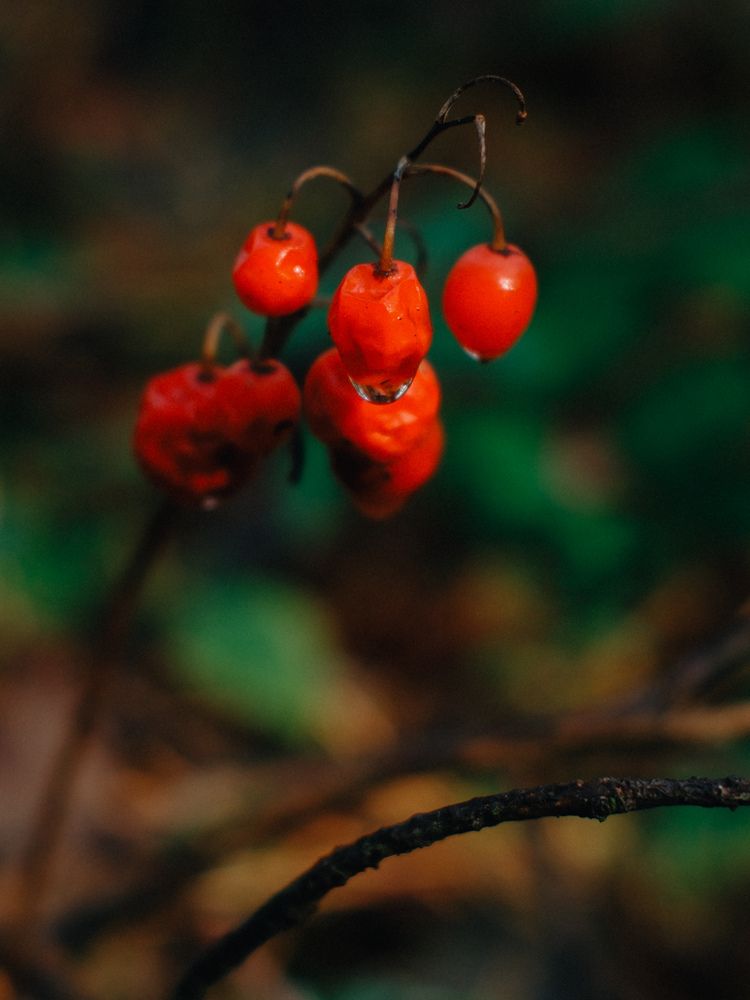 Photograph by Анастасия Короленко
