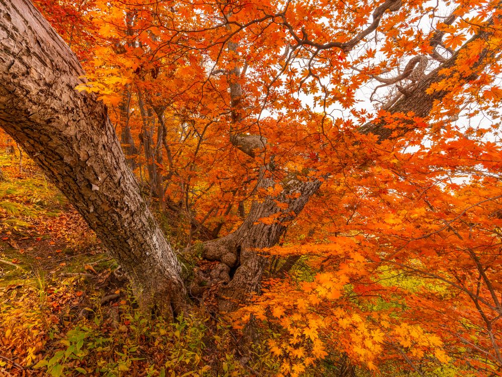 Photograph by Ольга Мусиенко