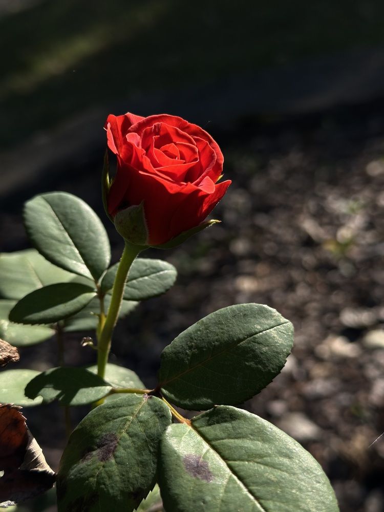 Фотография автора Татьяна Шайпак