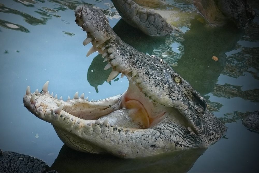 Фотография автора Анатолий Дауров