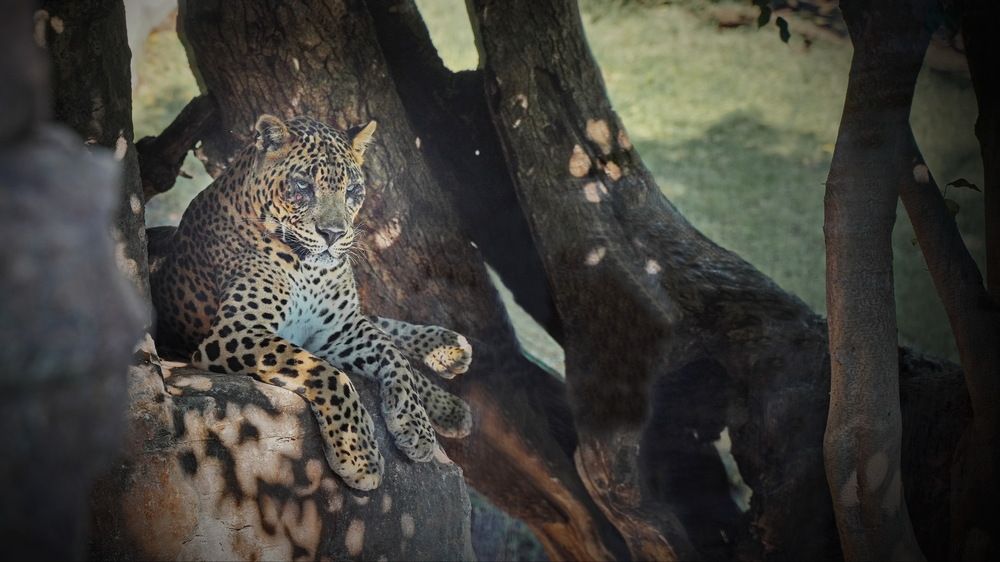 Фотография автора Анатолий Дауров