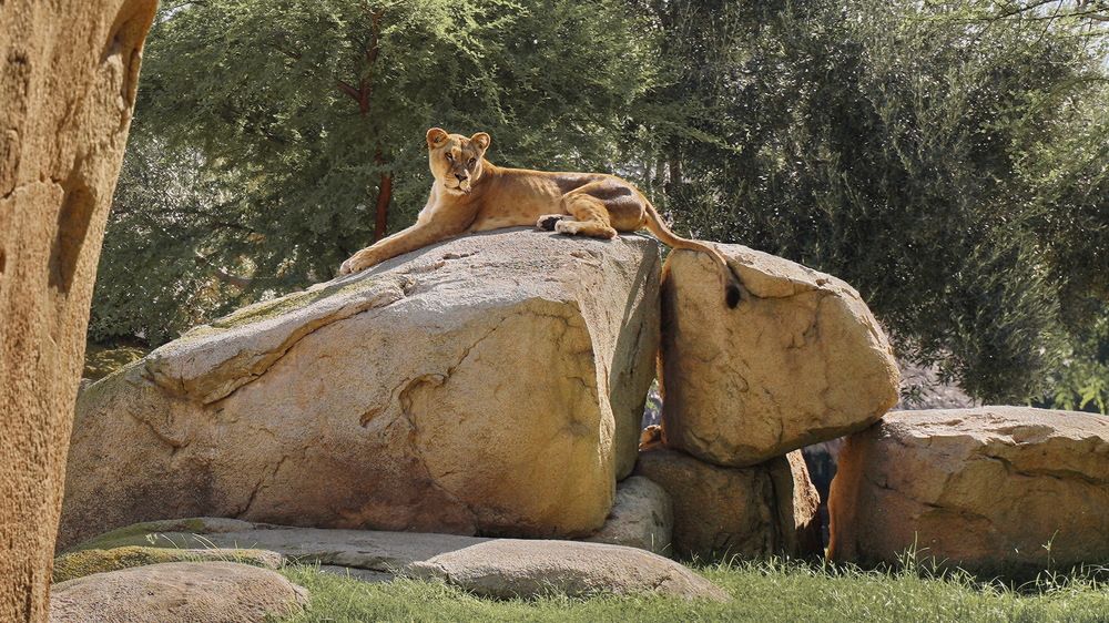 Фотография автора Анатолий Дауров