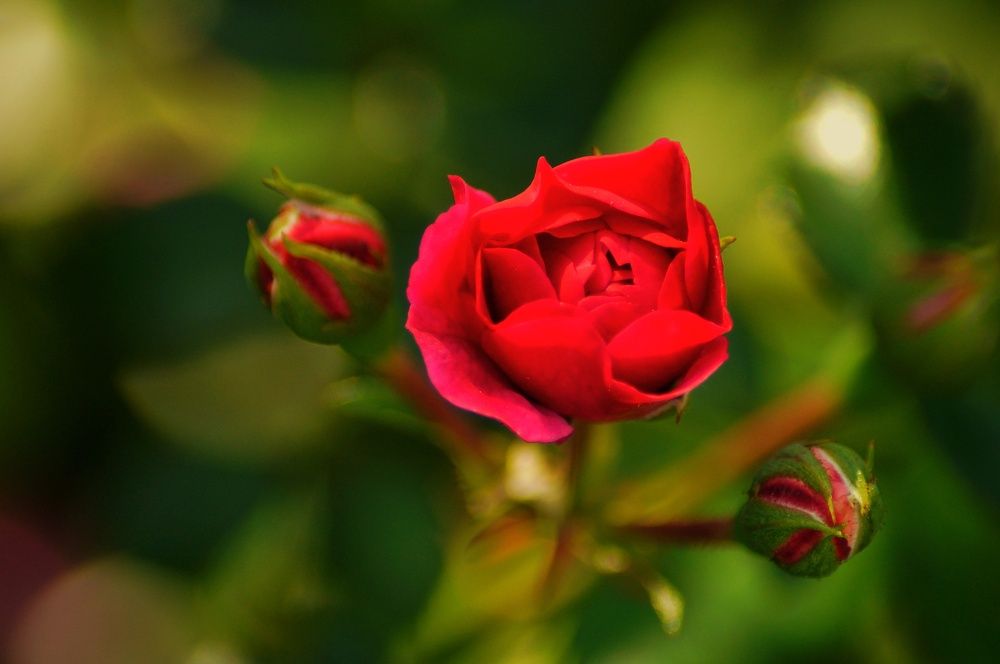 Photograph by Александр Базарный