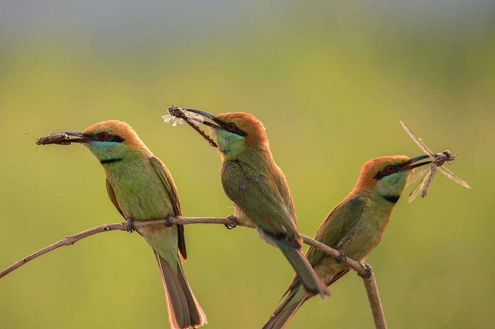 Photograph by nguyên trương