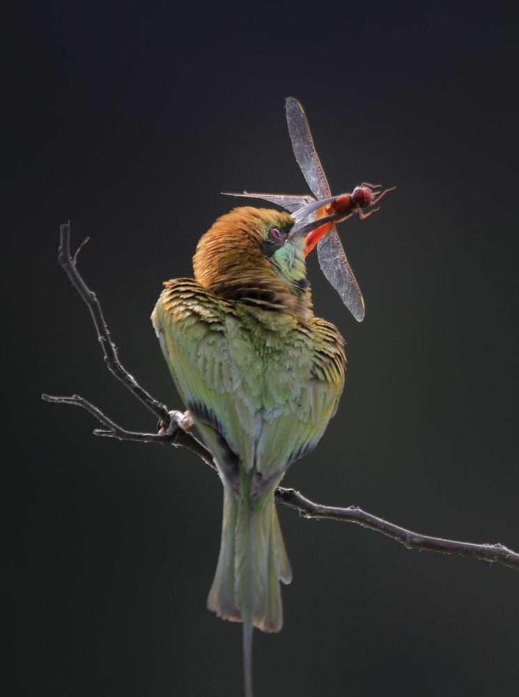 Photograph by nguyên trương