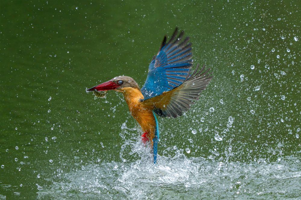 The Stork-Billed Kingfisher with Prey