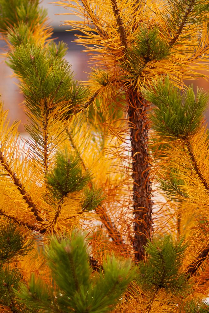 Photograph by Grigoriy