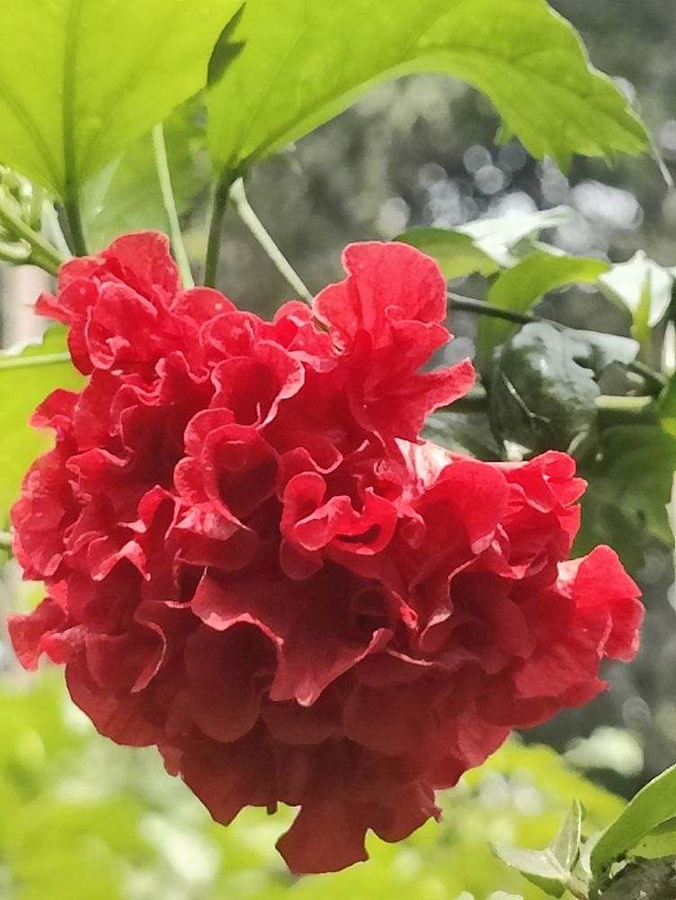 Photograph by Neel Bonna