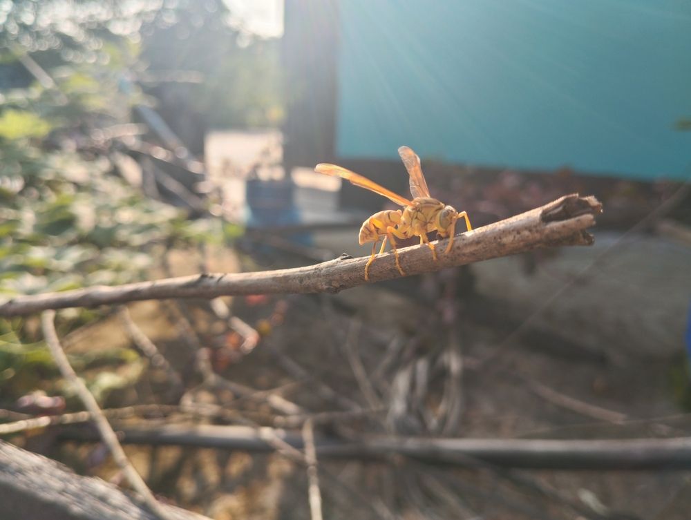 Title: Golden Wasp in Sunlight