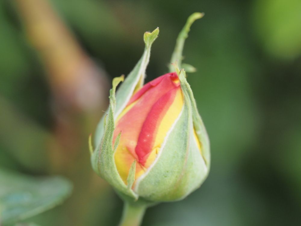 Photograph by Сергей Борисов