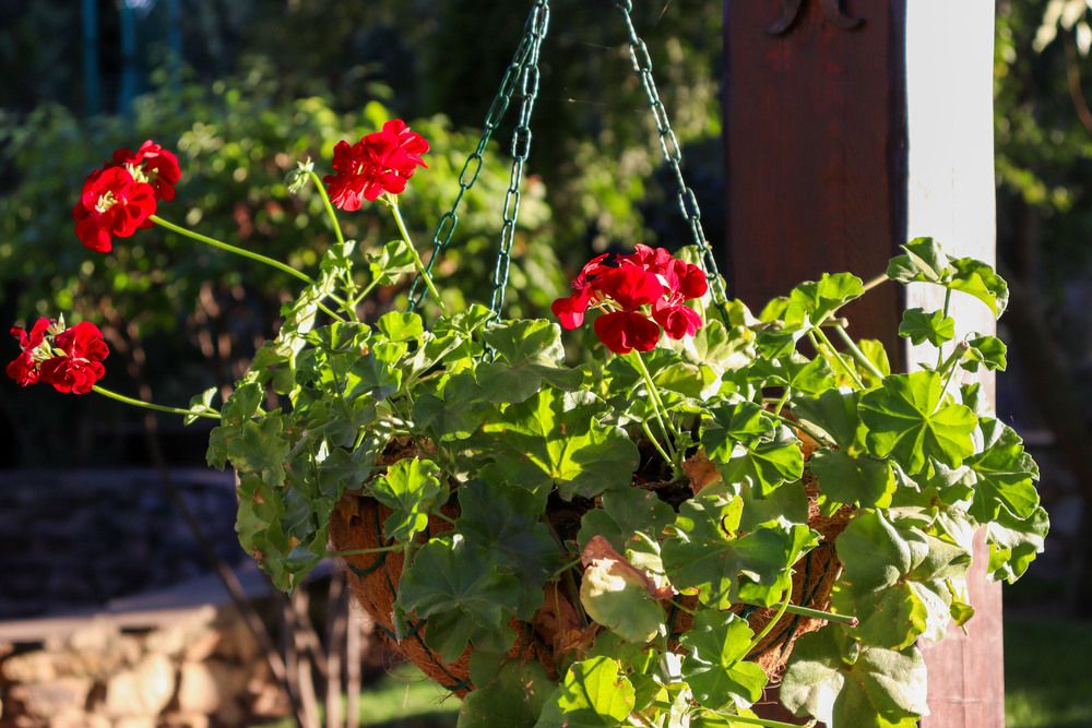 Фотография автора Мещерская Виктория