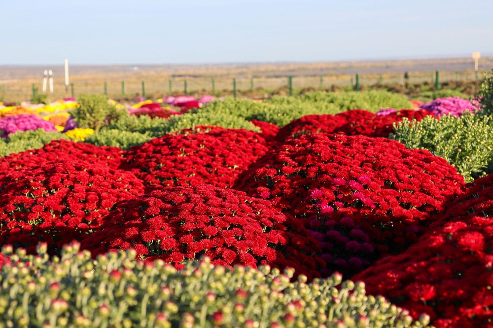 Фотография автора Мещерская Виктория