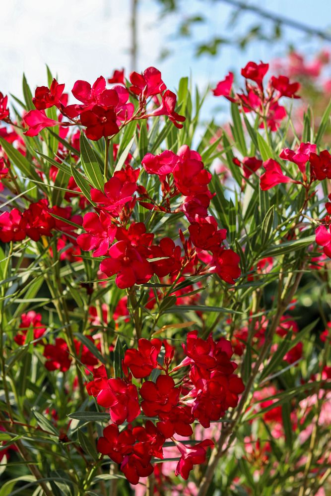 Фотография автора Мещерская Виктория