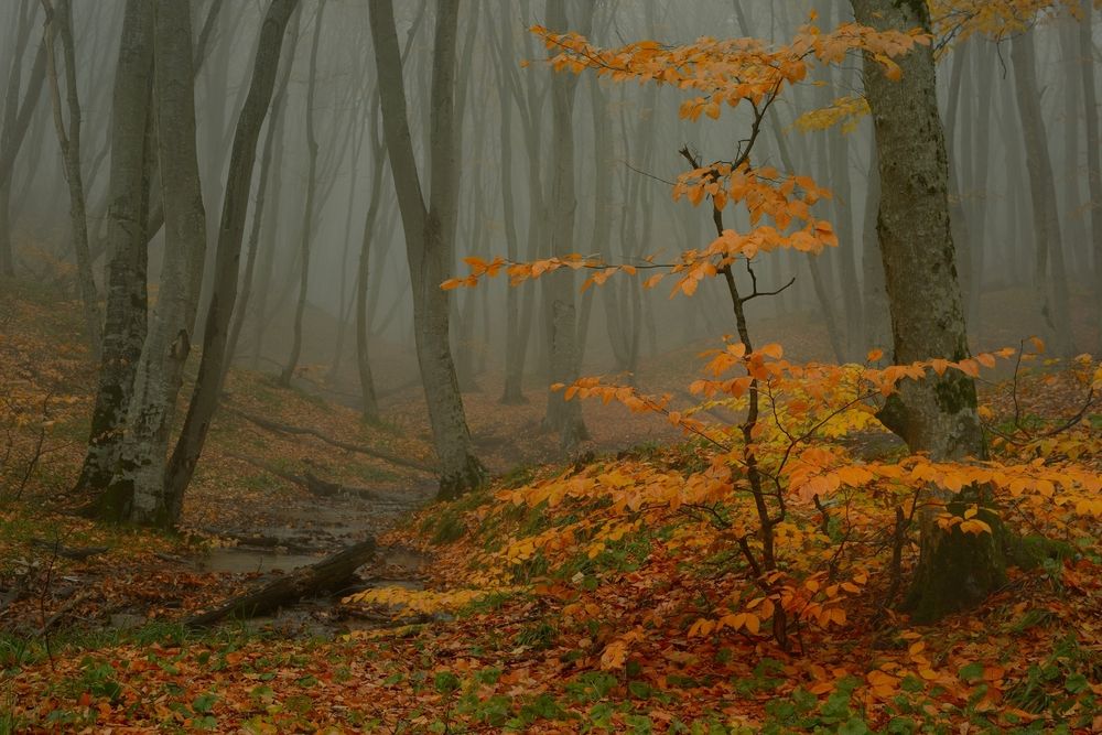Туманное утро
