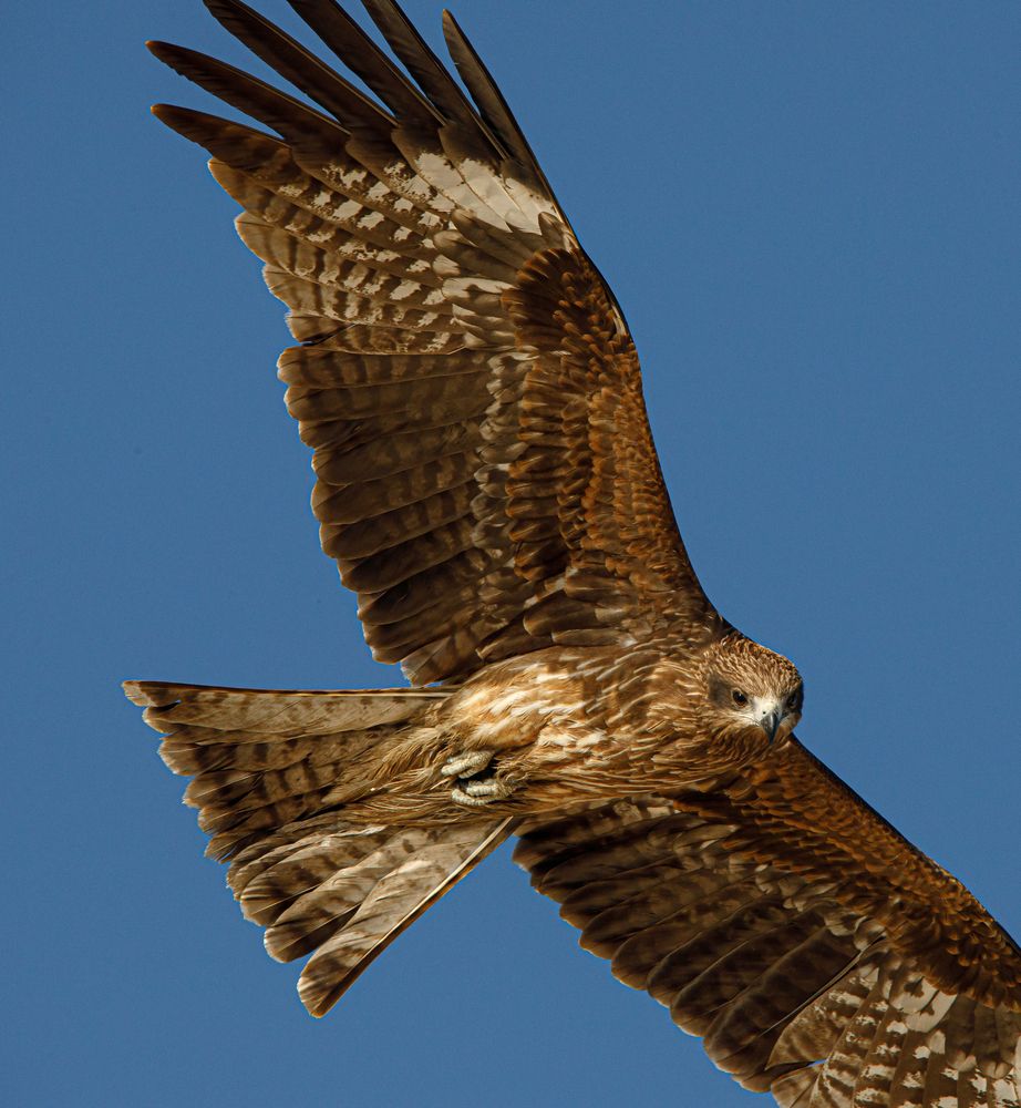 Фотография автора Kurouzu Setsuna