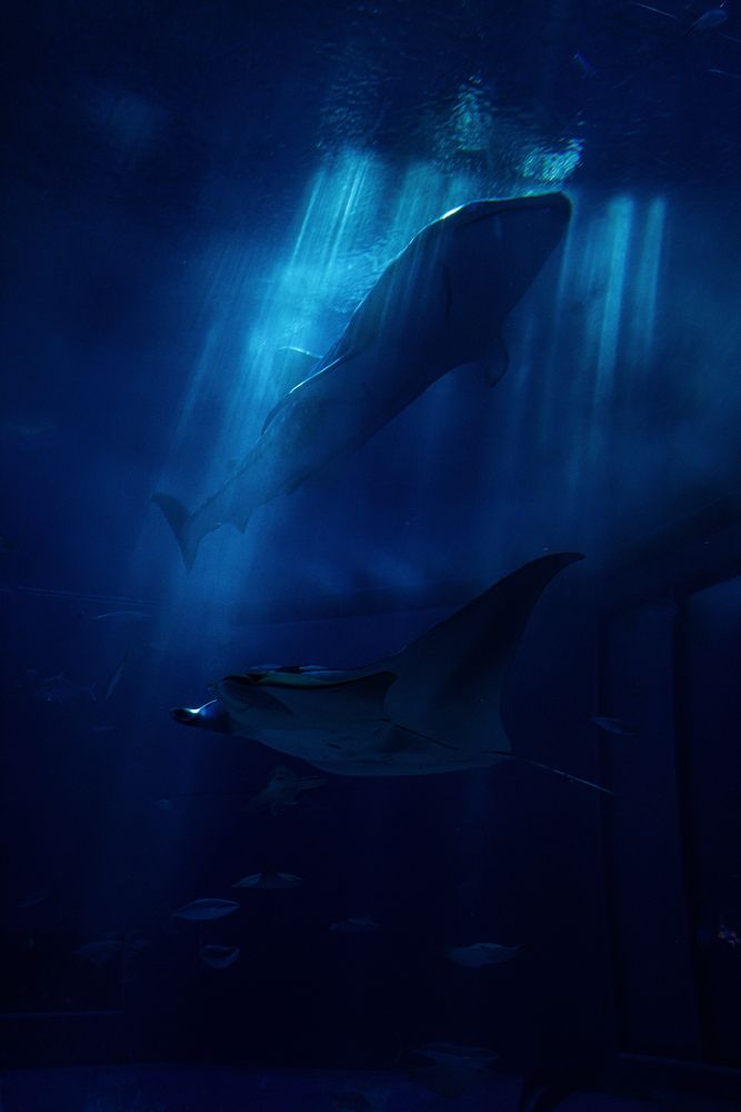 Фотография автора Kurouzu Setsuna