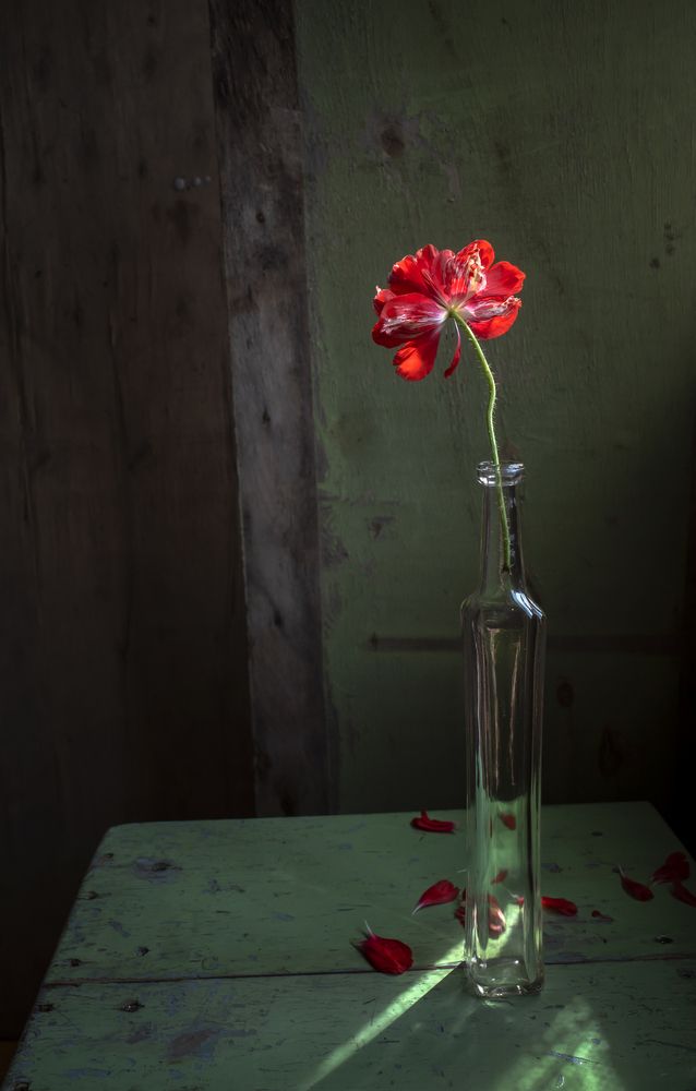 Photograph by Tатьяна Дин