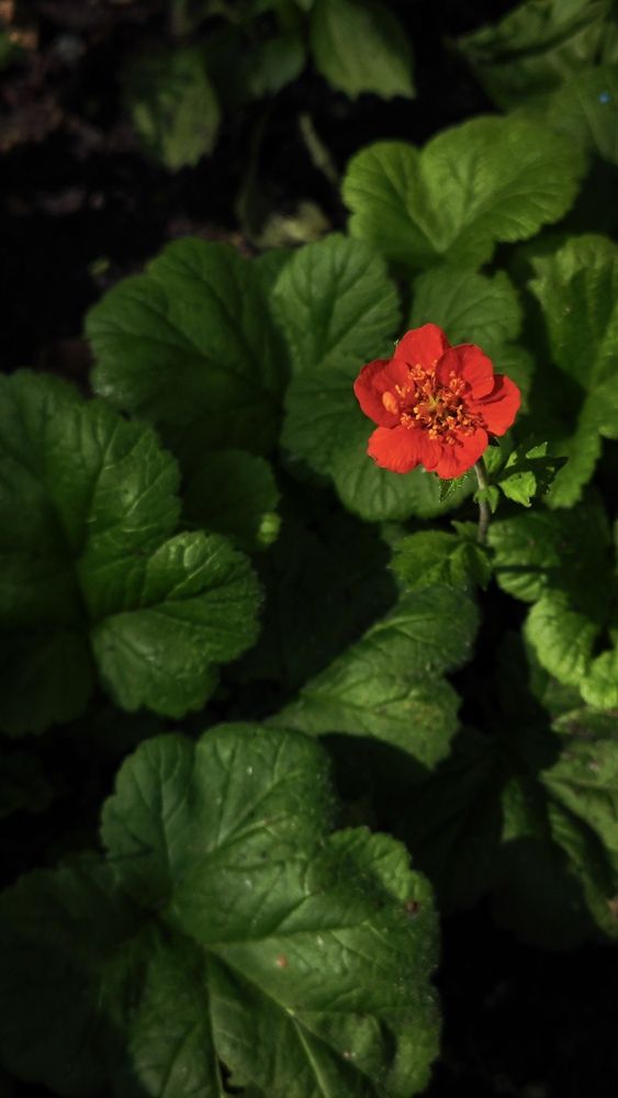 Фотография автора Наталья Силантьева