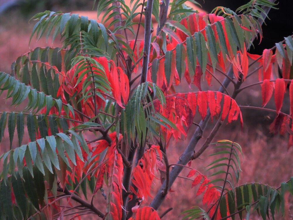 Photograph by Лариса Басова