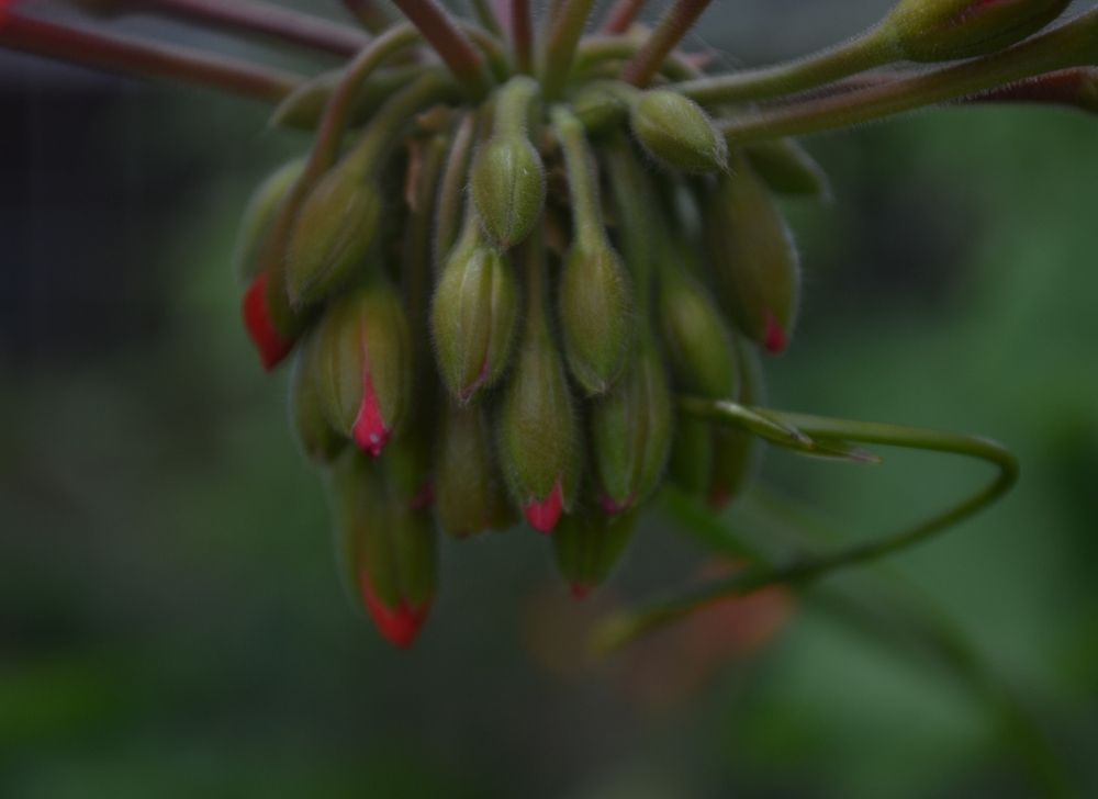 Photograph by Gildo de Campos Correa