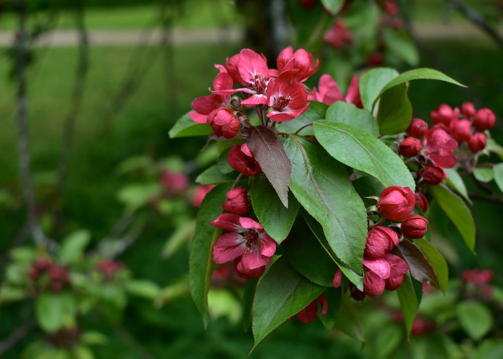 Когда яблоня цветёт...